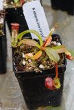 Nepenthes ephippiata