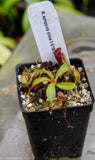 Nepenthes ephippiata