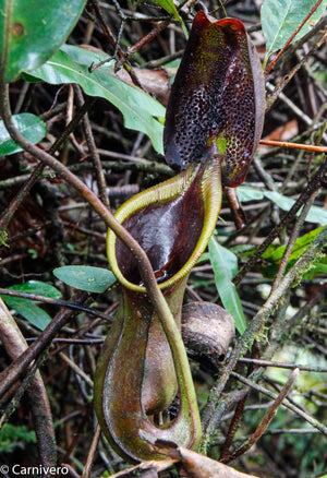 Nepenthes ephippiata