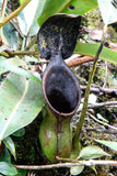 Nepenthes ephippiata