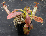 Nepenthes eymae, BE-3736