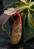 Nepenthes eymae, BE-3736