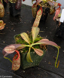 Nepenthes eymae, BE-3736