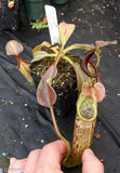 Nepenthes eymae, BE-3736