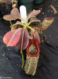 Nepenthes eymae, BE-3736