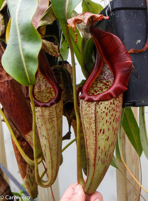 Nepenthes eymae X -Seed Pod