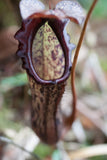 Nepenthes faizaliana, CAR-0123