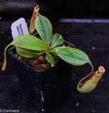 Nepenthes faizaliana, CAR-0123