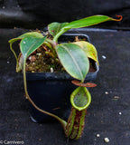 Nepenthes faizaliana, CAR-0123