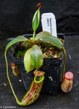 Nepenthes faizaliana, CAR-0123