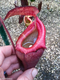 Nepenthes flava BE-3652