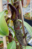 Nepenthes zakriana, BE-3068