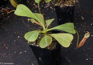 Nepenthes zakriana, BE-3068