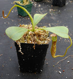 Nepenthes zakriana, BE-3068