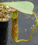 Nepenthes zakriana, BE-3068