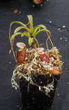 Nepenthes glabrata, BE-4592