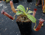 Nepenthes glandulifera, BE-3766