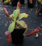 Nepenthes glandulifera, BE-3766