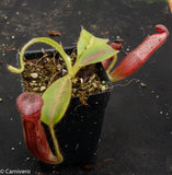 Nepenthes glandulifera, BE-3766