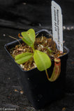 Nepenthes glandulifera x (lowii x veitchii)