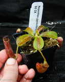 Nepenthes glandulifera x lowii