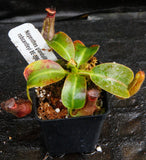 Nepenthes glandulifera x robcantleyi, BE-3964