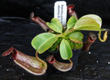 Nepenthes glandulifera x robcantleyi, BE-3964