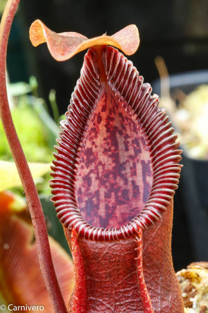 Nepenthes singalana x diabolica, BE-3900