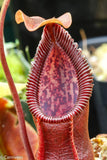 Nepenthes singalana x diabolica, BE-3900