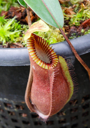 Nepenthes diabolica - Exact Plant