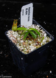 Nepenthes hamata (Tambusisi x Lumut), BE-4044