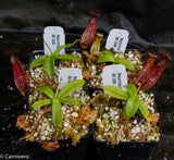 Nepenthes hamata, BE-3380