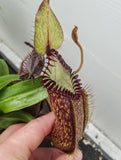 Nepenthes hamata, Gunung Lumut Wistuba