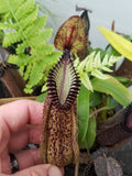 Nepenthes hamata, Gunung Lumut Wistuba