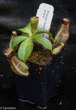 Nepenthes hamata Tambusisi x truncata (c), CAR-0120