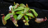 Nepenthes hamata Tambusisi x truncata (c), CAR-0120