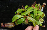 Nepenthes hamata Tambusisi x truncata (c), CAR-0120