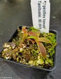 Nepenthes hamata, Tambusisi, BE-3975