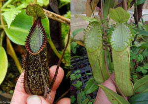 Nepenthes hamata (Tambusisi x Lumut), CAR-0136