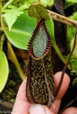 Nepenthes hamata, Tambusisi, BE-3975