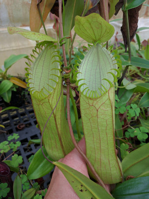 Nepenthes hamata, BE-3380