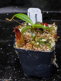 Nepenthes hamata x edwardsiana - Exact Plant 03/01/24