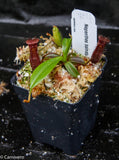 Nepenthes hamata x edwardsiana - Exact Plant 03/01/24