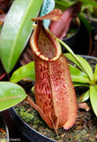 Nepenthes hamata x veitchii