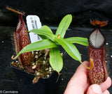 Nepenthes hamata, BE-3380