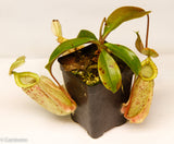 Nepenthes hookeriana BE-3737