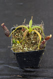 Nepenthes izumiae, pitcher plant, carnivorous plant, collectors plant, large pitchers, rare plants