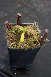 Nepenthes izumiae, BE-3925