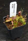 Nepenthes izumiae, BE-3925