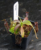 Nepenthes izumiae, pitcher plant, carnivorous plant, collectors plant, large pitchers, rare plants